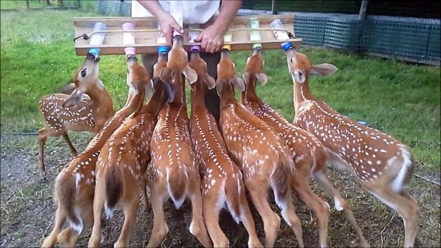 L'heure du biberon pour un troupeau de faons