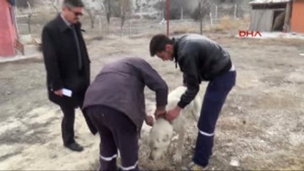 Isparta Çobanın Sopayla Dövdüğü Köpeğe Yeni Sahip