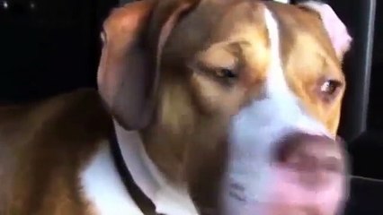 Подборка смешных котов