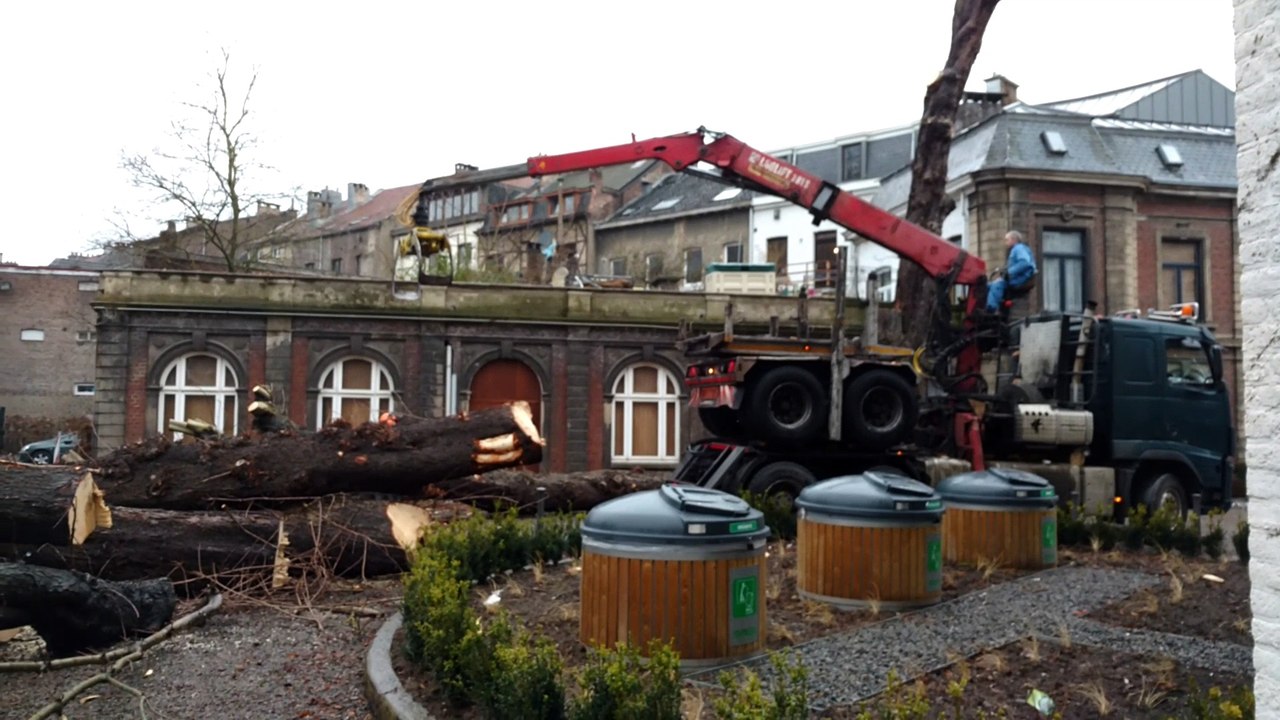 La fin du dernier marronnier de l'allée de l'Harmonie,  à Verviers