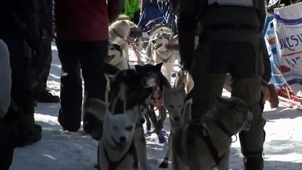 Etats-Unis : des chiens de traîneau parcourent 600 km en quatre jours