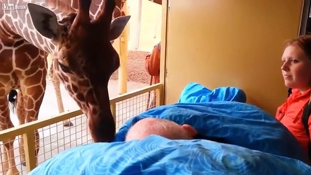 Ces girafes disent adieux à leur soigneur mourant. Tellement émouvant