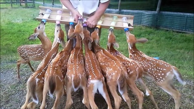 C'est l'heure du gouter pour ces bambis... Et elles avaient soif