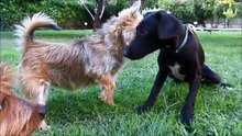 Puppy covered in thousands of ticks and with embeded wire on her tail makes an amazing recovery