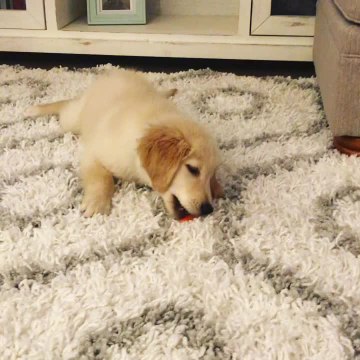 Golden Retriever puppy baffled by baby carrot