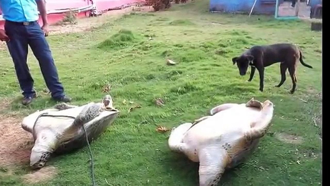 Deux tortues, laissées en souffrance volontairement, ont été sauvées par un groupe de touristes au Nicaragua (vidéo)