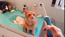Funny Cat Loves Electric Toothbrush