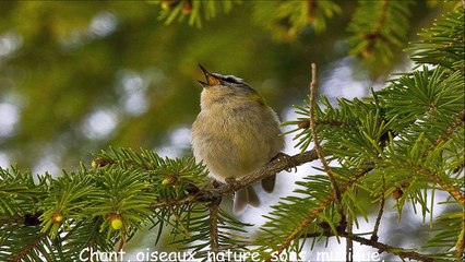 Chant, oiseaux, nature, sons, musique, méditation
