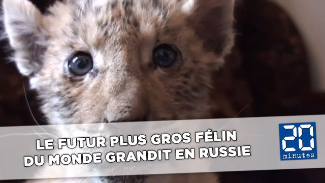 Le futur plus gros félin du monde grandit en Russie