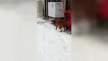 Samsun Tüylerine Yapışan Kartopları Nedeniyle Yürüyemeyen Köpeğe Yardım Eli