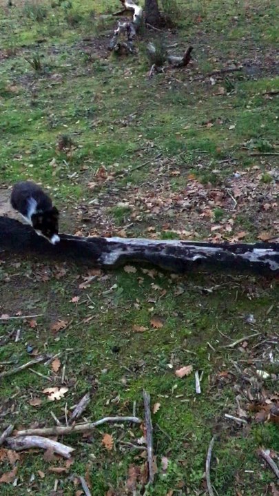 molly 3 mois 1ère mise au troupeau