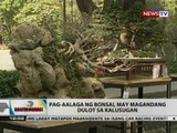 BT: Pag-aalaga ng bonsai, may magandang dulot sa kalusugan