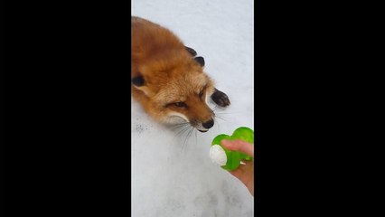 Rescued fox loves his new toy