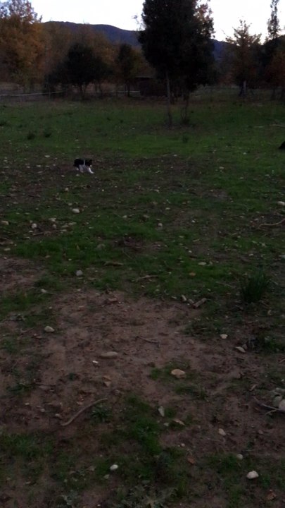 molly 3 mois 1ère mise au troupeau (2)