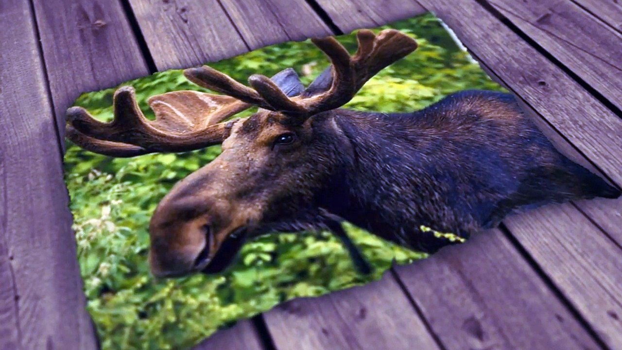 5 ANIMAIS BONITINHOS QUE PODEM TE MATAR