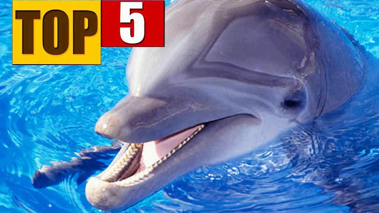 5 ANIMAIS MAIS INTELIGENTES DO MUNDO