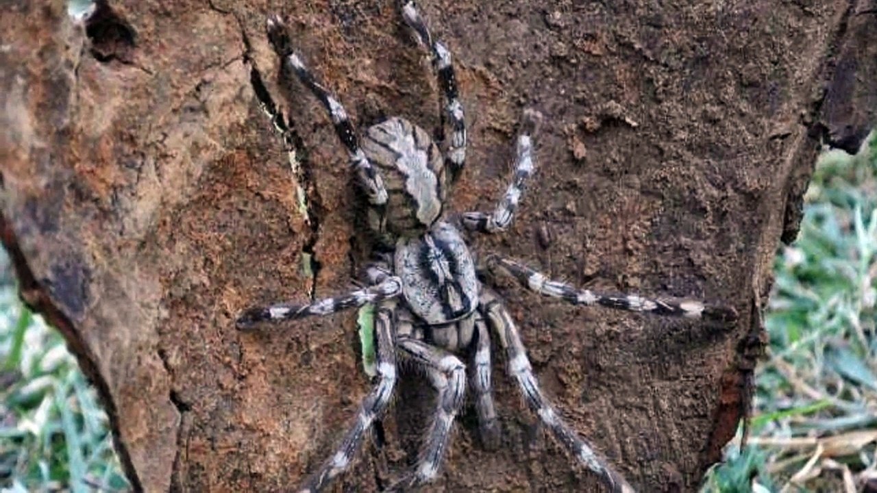 5 ARANHAS QUE VOCÊS VÃO DUVIDAR QUE EXISTEM