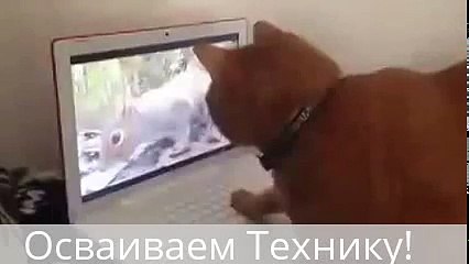 Самый  ученый Кот!