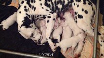 chiots dalmatiens a 4 jours