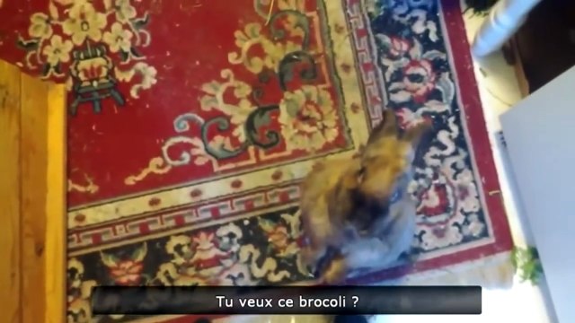 #3 Лучшие Прикольные Видео Ролики Интернет за Сентябрь 2014