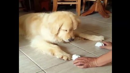 Intelligent Dog fine out Food | Best Funny Dog Vines