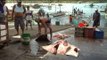 Overfishing threatens critically endangered sharks, rays in Camarines Norte