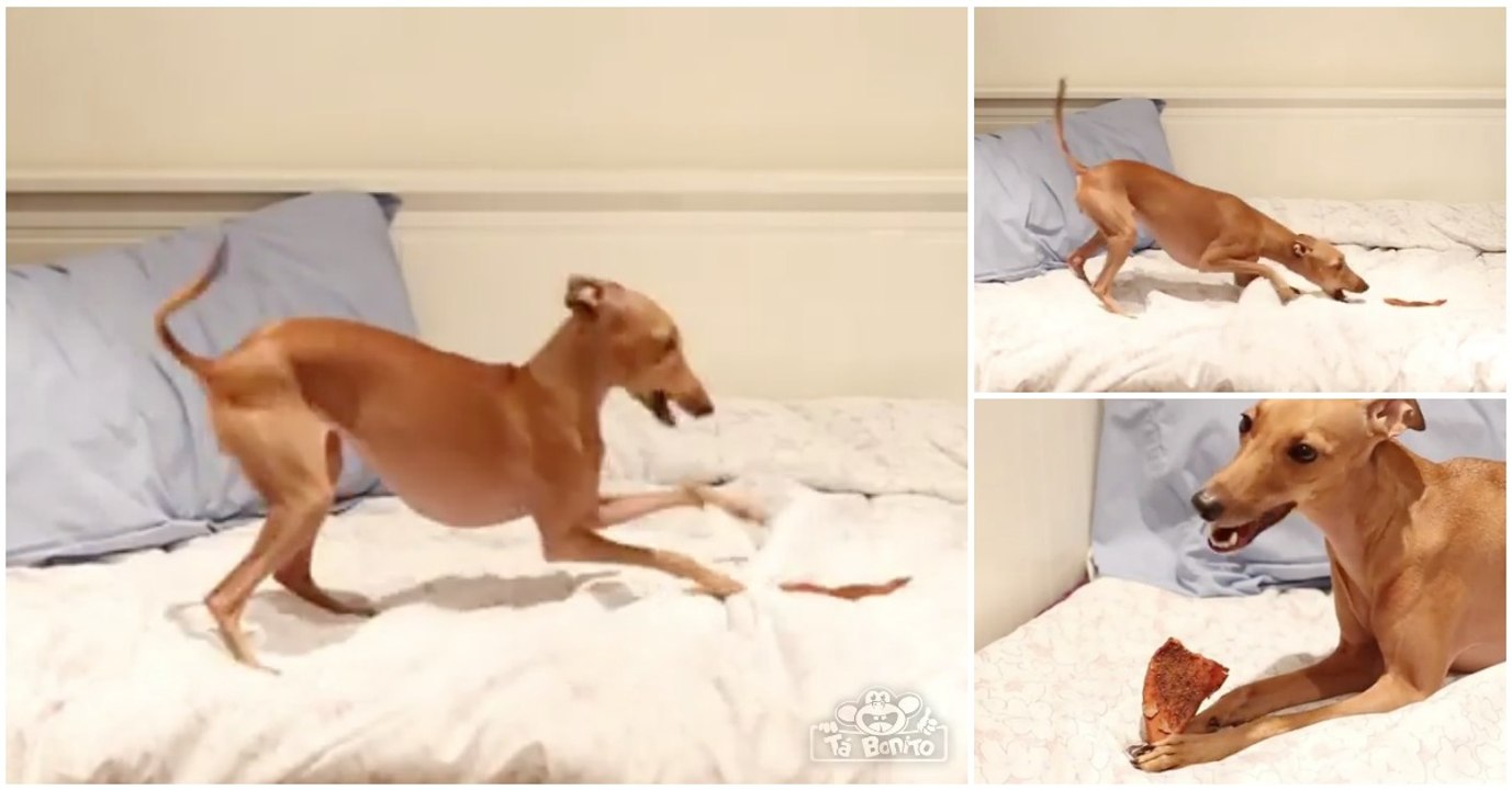 Apenas um cão completamente louco por batata doce... IMPAGÁVEL!