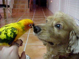 Little Bird Plays With Funny Dog | Funny Vines