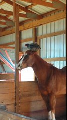 En allant à la grange, cette n’aurait jamais pu imaginer qu’elle tomberai sur une scène pareille