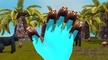 Top 10 Bear Finger Family Rhymes For Children | 3D Bear Finger Family Rhymes For Children