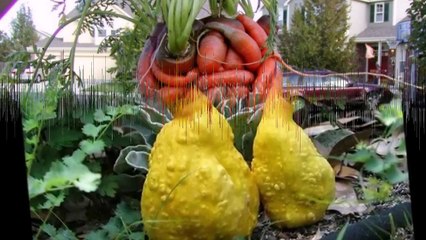 Забавные овощи и фрукты.#5.Amusing vegetables and fruit.#5.