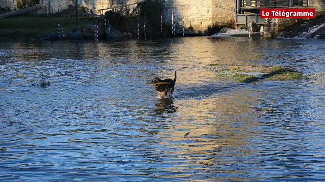 Guingamp. Le Trieux au plus bas : Pattemole renonce à ses plongeons mais pas à ses bâtons !
