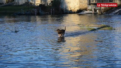 Guingamp. Le Trieux au plus bas : Pattemole renonce à ses plongeons mais pas à ses bâtons !