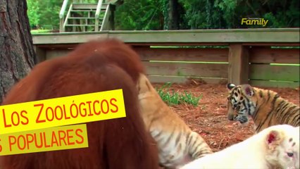 Los zoológicos más populares del mundo