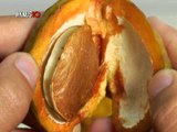 The goodness of Philippine exotic fruits | KMJS