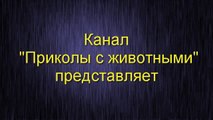 Приколы с животными подборка №27 Кошка против змеи