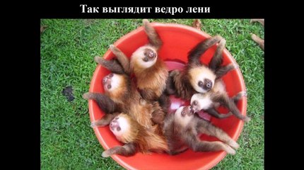 Приколы Лучшие Демотиваторы