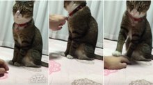 Dono pega com gato em dia "não" e este demostra claramente que não está para brincadeiras...