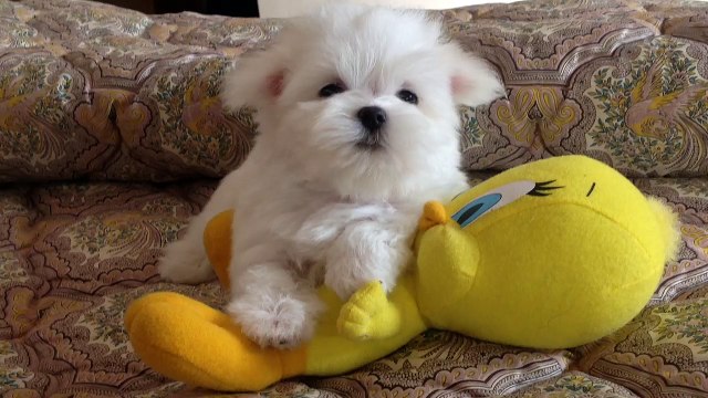 bichon maltais 2 mois elevage du clos des 3 rivieres