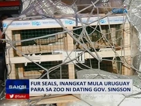 Saksi: Fur seals, inangkat mula Uruguay para sa zoo ni dating Gov. Singson