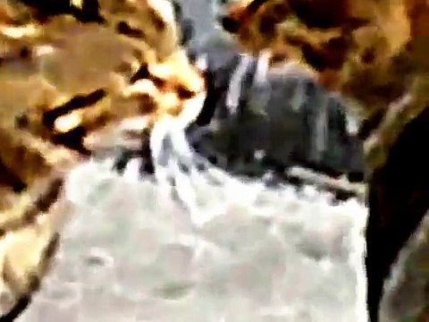 Смертельный Кошачий Бой