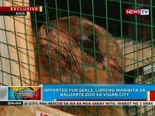 Imported fur seals, libreng makikita sa Baluarte Zoo sa Vigan City