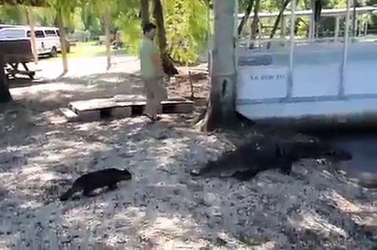 КотЭ спасет мир!!