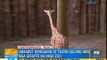 ‘Unang Hirit’ gets a closer look at giraffes, zebras at Avilon zoo | Unang Hirit