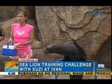 UH hosts as sea lion trainers | Unang Hirit