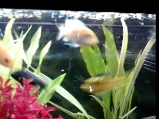 mon aquarium de CICHLIDES AFRICAINS MALAWI