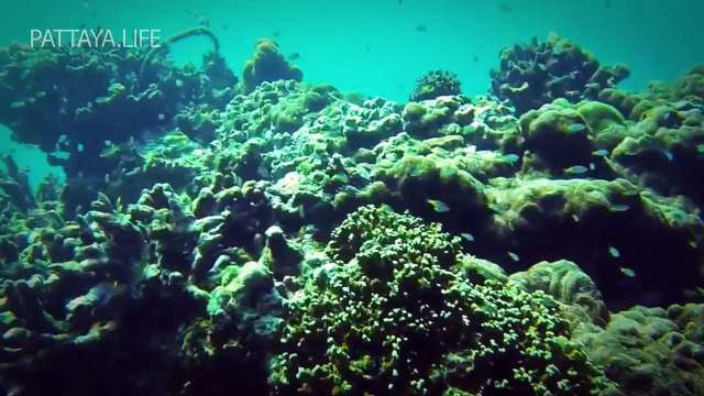 Таиланд достопримечательности, новости, отдых. Праздники в Тайланде