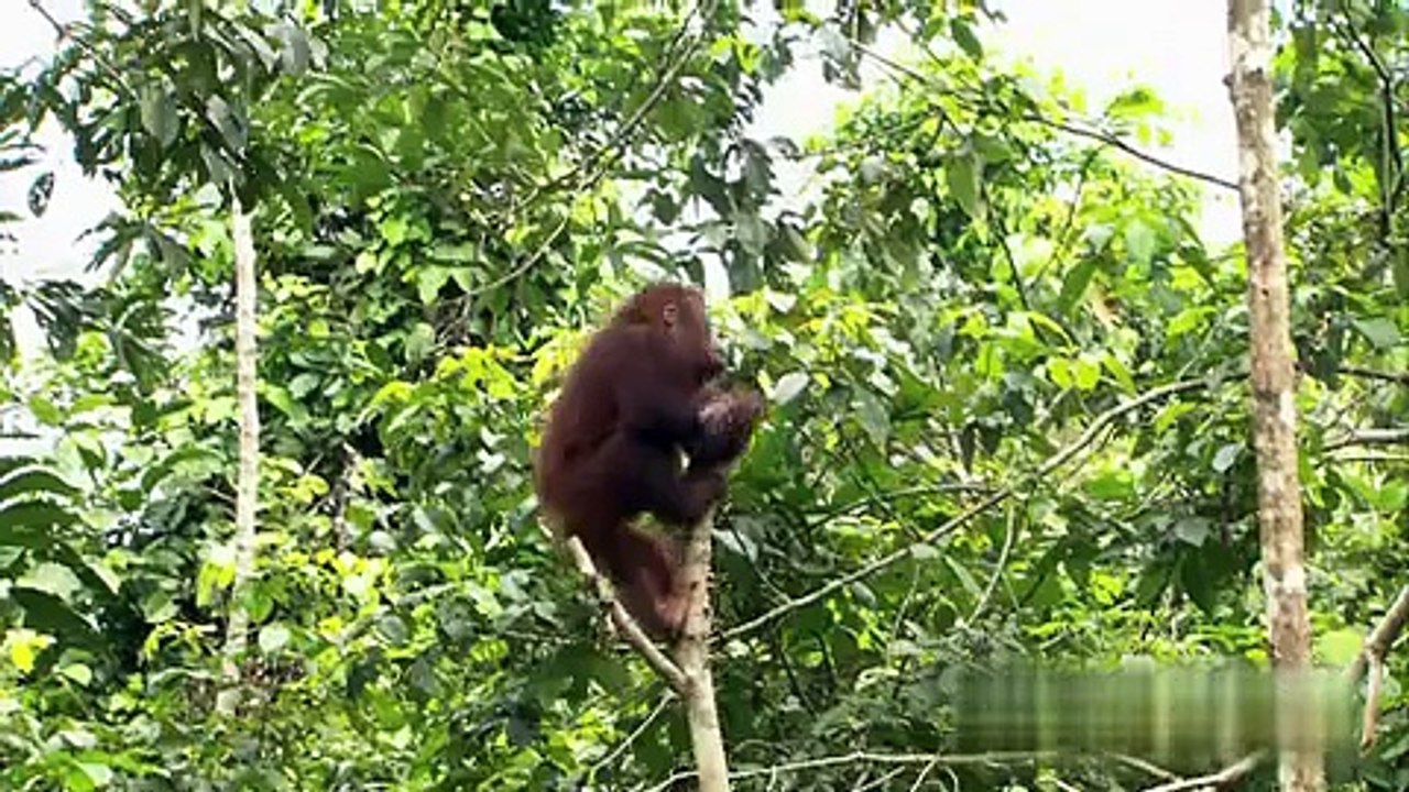 Amazing animals