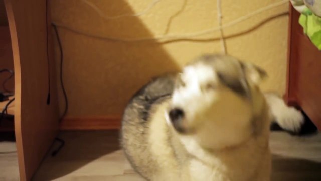 Хаски провинилась и просит прощения.