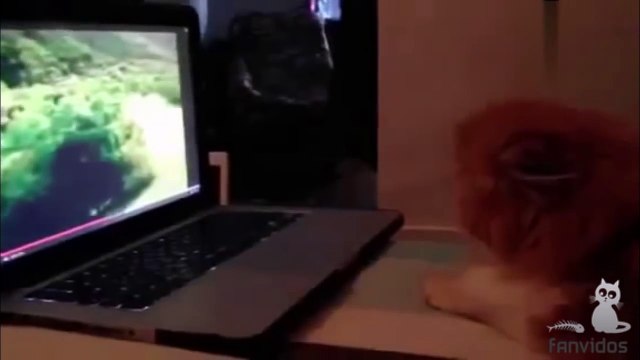 Приколы с котами - ТОПовая подборка с кошками СМЕШНЫЕ КОТЫ И КОШКИ 2017 приколы 2017 ПРИКОЛ